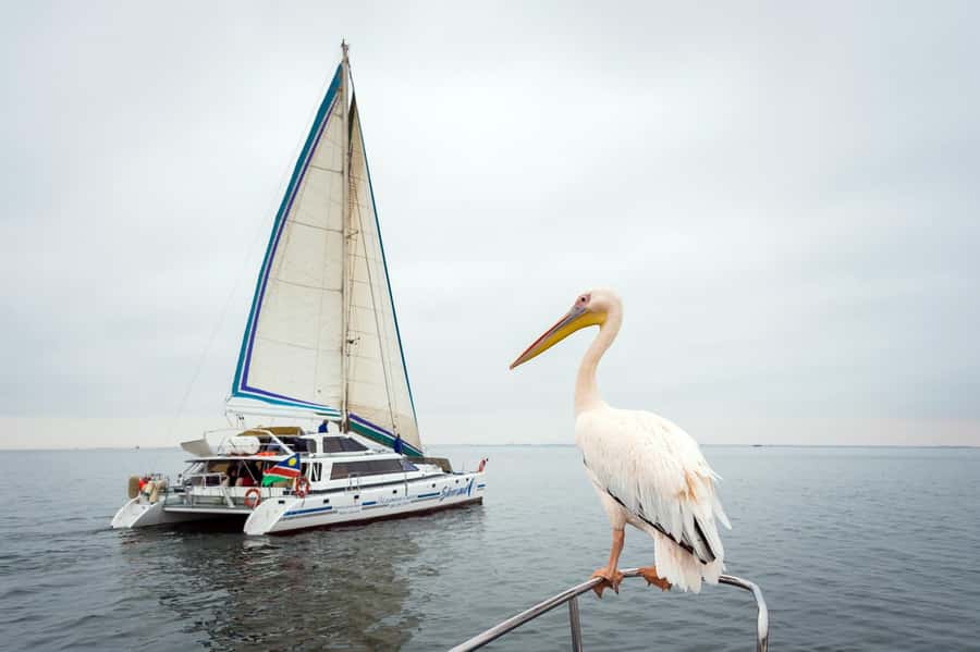Walvis Bay: Marine Big 5 Luxury Catamaran Tour - Quick reasons to choose this Walvis Bay cruise
