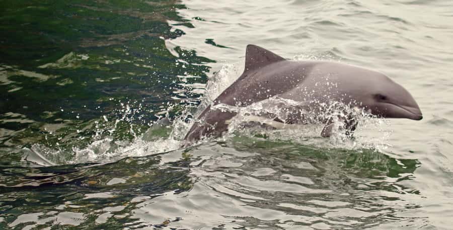 Walvis Bay: Marine Big 5 Luxury Catamaran Tour - Who will enjoy this catamaran most?