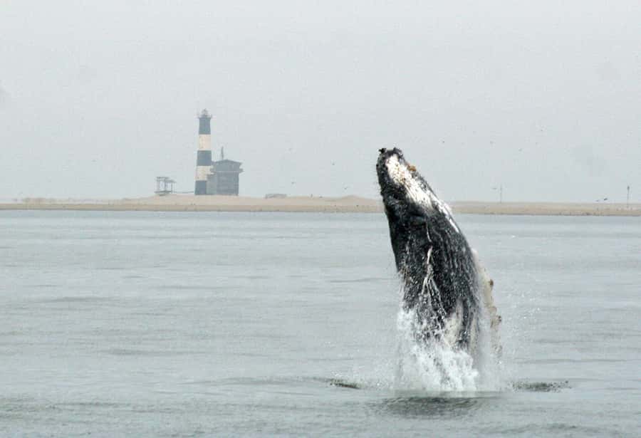 Walvis Bay: Marine Big 5 Luxury Catamaran Tour - Starting at the Walvis Bay Waterfront