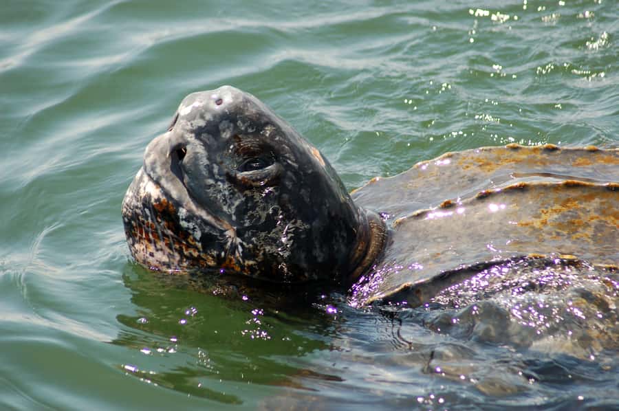 Walvis Bay: Marine Big 5 Luxury Catamaran Tour - Searching open water for Namibia’s marine Big 5