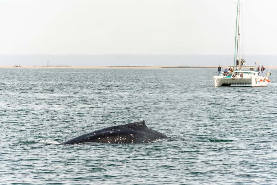 Walvis Bay: Marine Big 5 Luxury Catamaran Tour - Guides who make the wildlife easier to understand