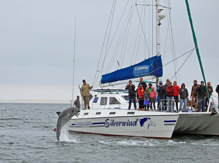 Walvis Bay: Marine Big 5 Luxury Catamaran Tour - Is $76 good value for three and a half hours?