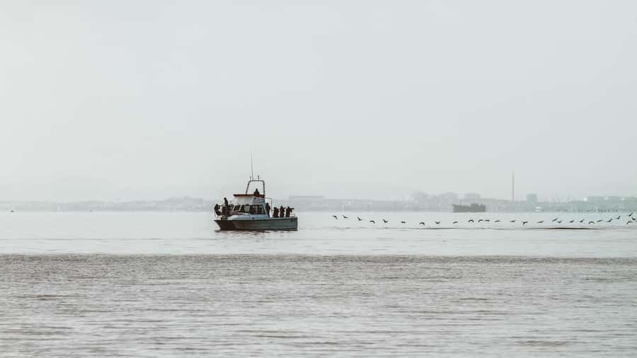 Walvis Bay: Namibian Coast Dolphin Cruise with Light Lunch - Key points to know before you sail