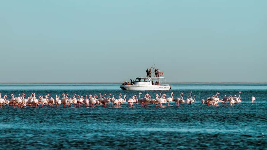 Walvis Bay: Namibian Coast Dolphin Cruise with Light Lunch - Pelicans and seals set the pace