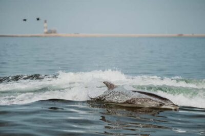 Namibian Coast Dolphin Cruise with Light Lunch