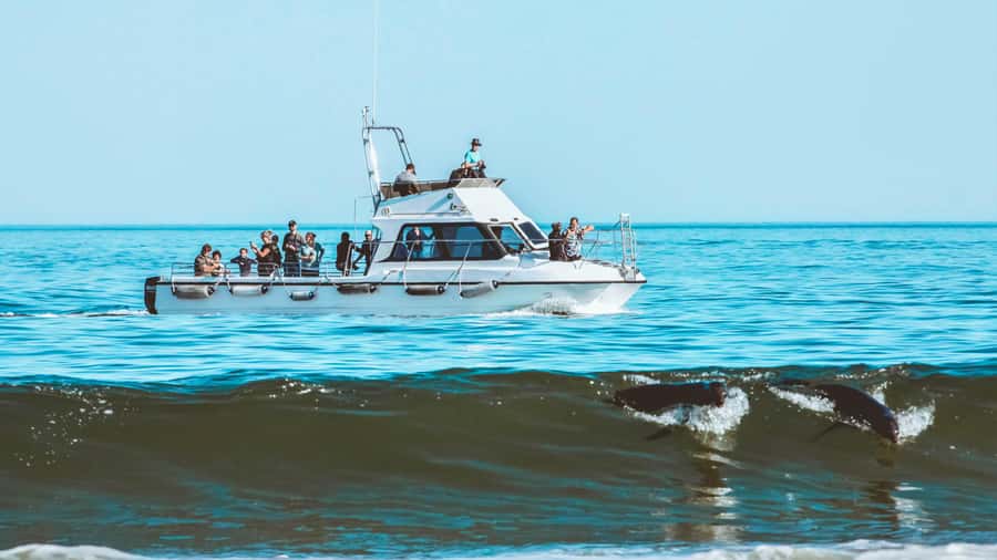 Walvis Bay: Namibian Coast Dolphin Cruise with Light Lunch - Pelican Point and its enormous seal colony
