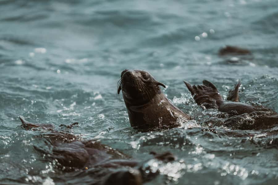 Walvis Bay: Namibian Coast Dolphin Cruise with Light Lunch - A light lunch with oysters and sparkling wine