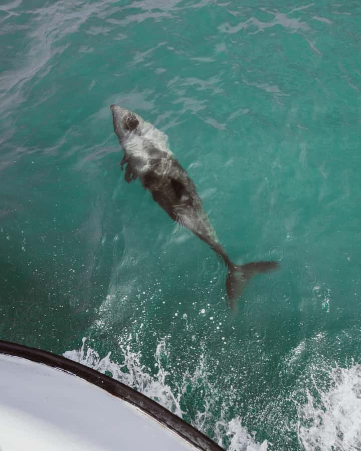 Walvis Bay: Namibian Coast Dolphin Cruise with Light Lunch - What the $155 price really covers