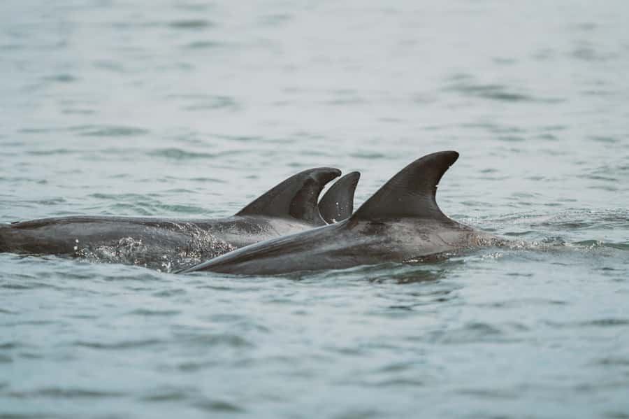 Walvis Bay: Namibian Coast Dolphin Cruise with Light Lunch - Who will enjoy this Walvis Bay cruise most?