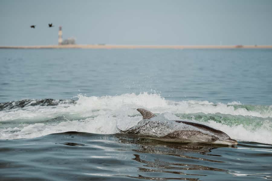Walvis Bay: Namibian Coast Dolphin Cruise with Light Lunch - A warm drink before the Atlantic breeze arrives