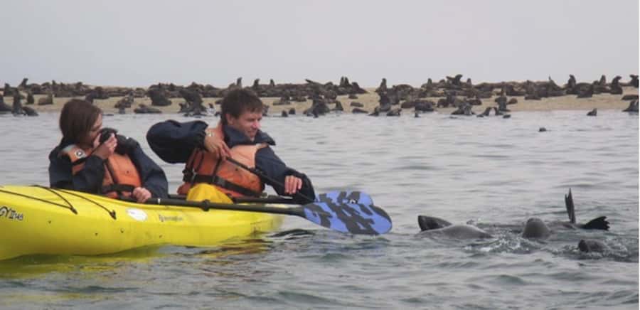 Walvis Bay: Pelican Point Kayaking Tour - Kayaking beside Cape fur seals