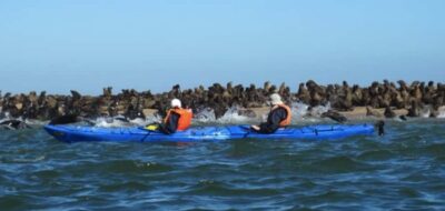 Pelican Point Kayaking Tour