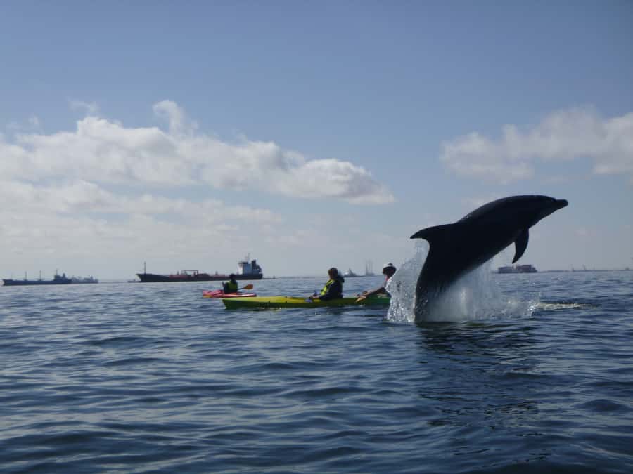 Walvis Bay: Pelican Point Kayaking Tour - Cold mornings and clothing details
