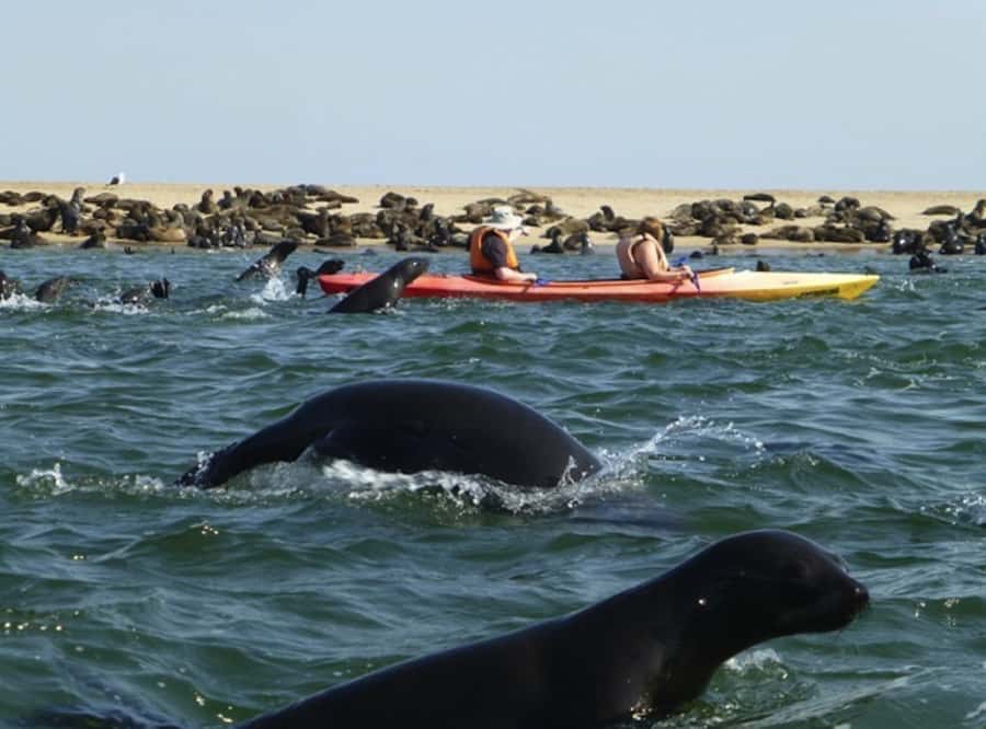 Walvis Bay: Pelican Point Kayaking Tour - Breakfast after the seals