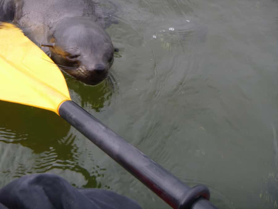 Walvis Bay: Pelican Point Kayaking Tour - Is $76 a good value?