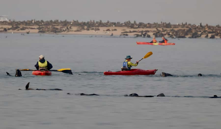 Walvis Bay: Pelican Point Kayaking Tour - Who will enjoy this tour most?