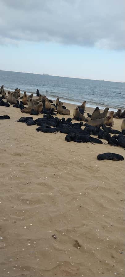 Walvis Bay: Pelican Point Seal and Sandwich Harbour Tour - Who Will Get the Most from This Tour?