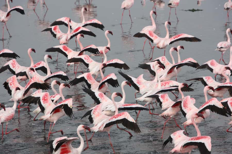 Walvis Bay: Pelican Point Seal and Sandwich Harbour Tour - Flamingo Lagoon and the Pink Salt Lakes