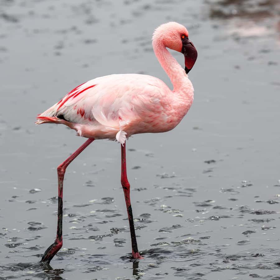 Walvis Bay: Sandwich Harbour Half-Day 4x4 Scenic Excursion - Five things to know before you go
