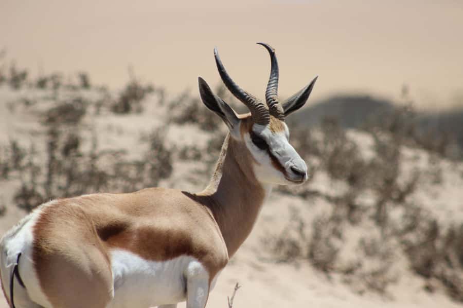 Walvis Bay: Sandwich Harbour Half-Day 4x4 Scenic Excursion - A wetland with more than beautiful views