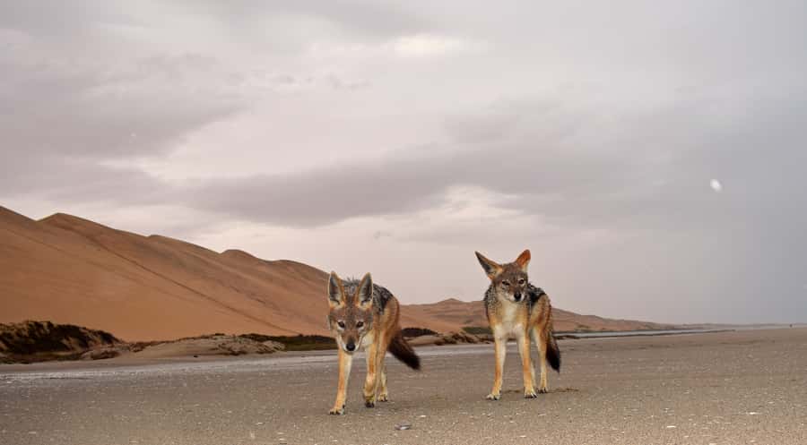 Walvis Bay: Sandwich Harbour Sunset Photography Tour - Is $153 a fair price?