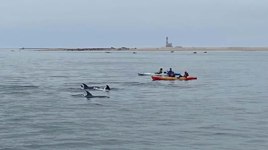 Walvis Bay: Seal Kayaking Adventure with Brunch - Why the seals are the real reason to go