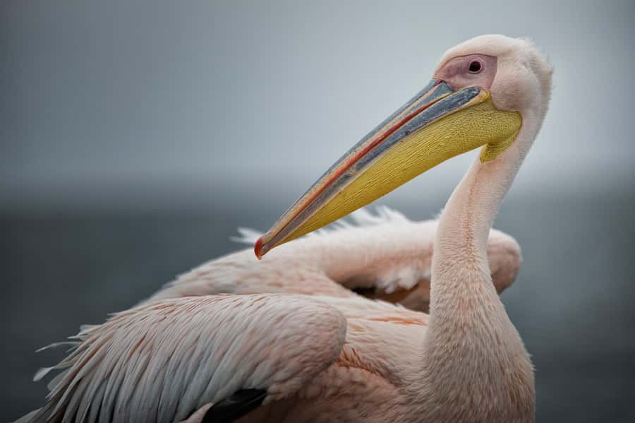 Walvis Bay: Seal Kayaking Adventure with Brunch - Reaching Pelican Point by water and road