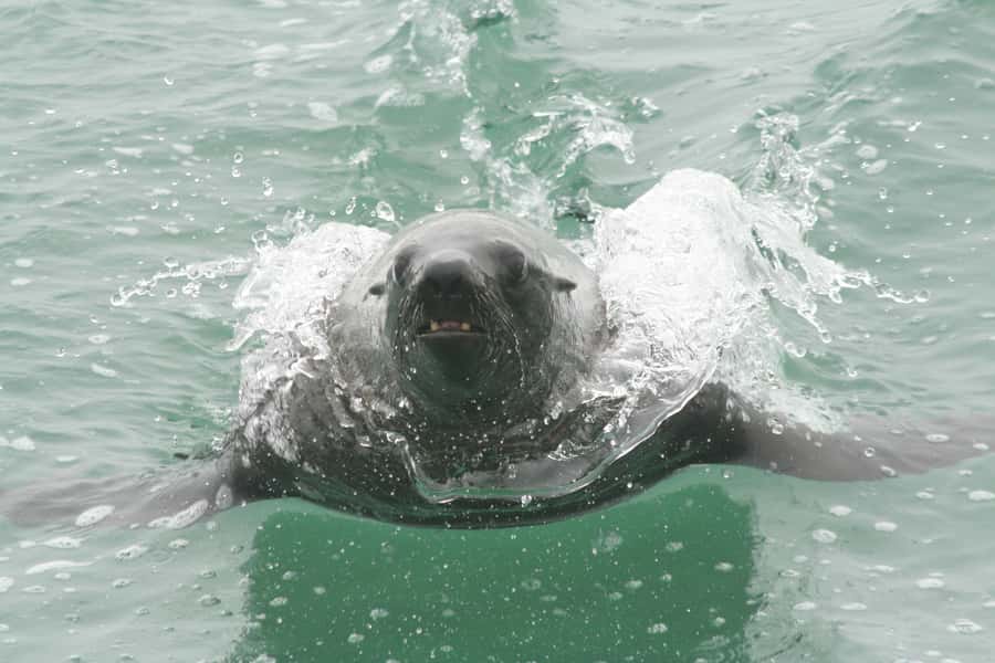 Walvis Bay: Seal Kayaking Adventure with Brunch - Beach time at Pelican Point