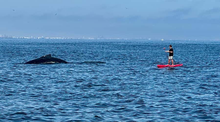 Walvis Bay: Seal Kayaking Adventure with Brunch - Who will enjoy this morning most