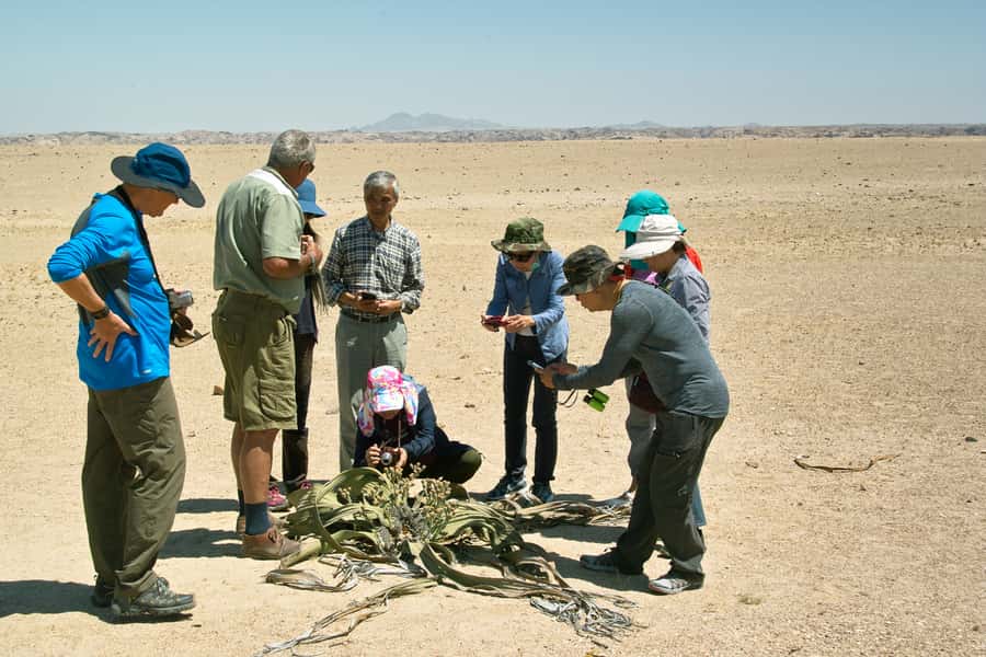 Walvis Bay Shore Excursion: Flamingos, Dune 7, Swakopmund - Why this Walvis Bay shore excursion works