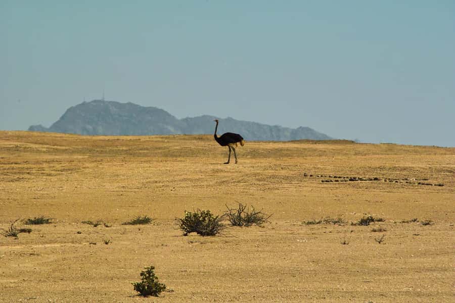 Walvis Bay Shore Excursion: Flamingos, Dune 7, Swakopmund - Climbing the 132-meter Dune 7