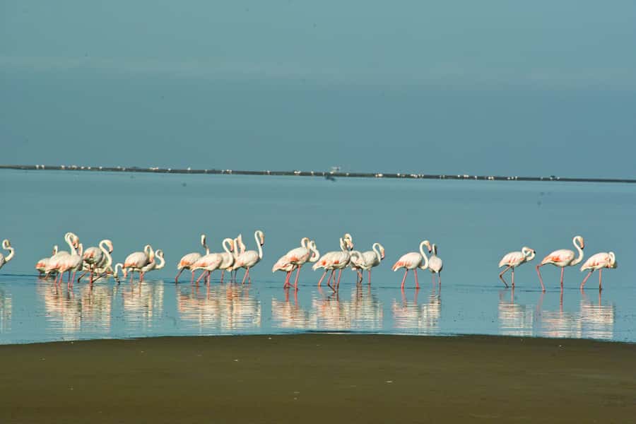 Walvis Bay Shore Excursion: Flamingos, Dune 7, Swakopmund - Who should book this outing