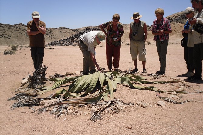 Welwitschia Tour from Swakopmund - Key points before you book
