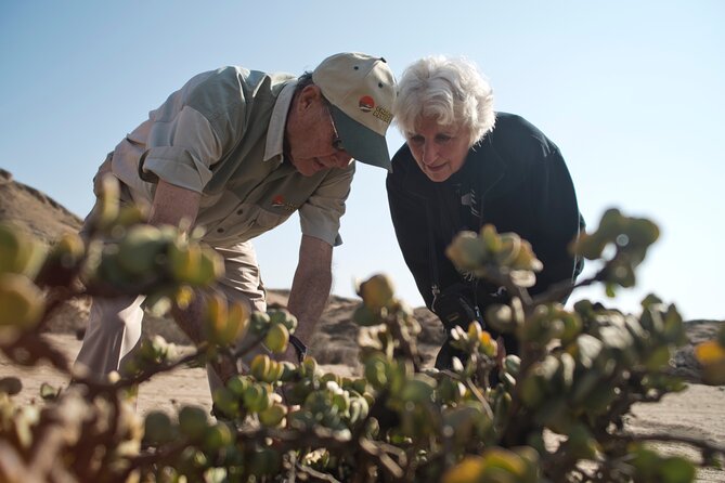Welwitschia Tour from Swakopmund - A late-afternoon outing with possible sunset light