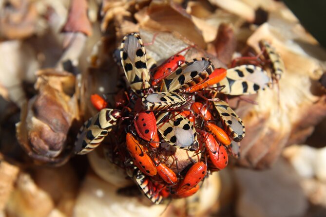 Welwitschia Tour from Swakopmund - Is $55.39 a fair price?