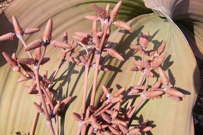 Welwitschia Tour from Swakopmund - The 4x4 ride from Swakopmund