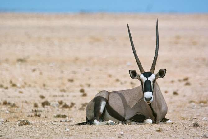 Wildlife and Landscape Tour- full-day (7hours) from Walvis Bay - Five things to know before you book
