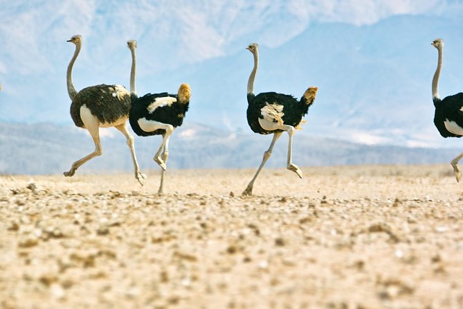 Wildlife and Landscape Tour- full-day (7hours) from Walvis Bay - Starting at Anchors Waterfront Restaurant