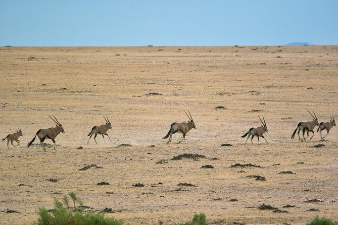 Wildlife and Landscape Tour- full-day (7hours) from Walvis Bay - Six hours of wildlife searching