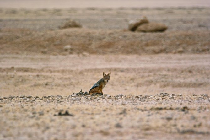 Wildlife and Landscape Tour- full-day (7hours) from Walvis Bay - A picnic lunch in the park