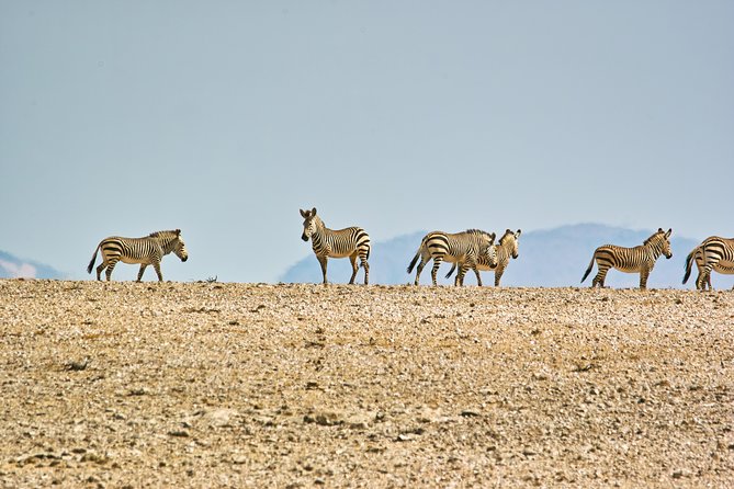 Wildlife and Landscape Tour- full-day (7hours) from Walvis Bay - What the $425.69 price covers