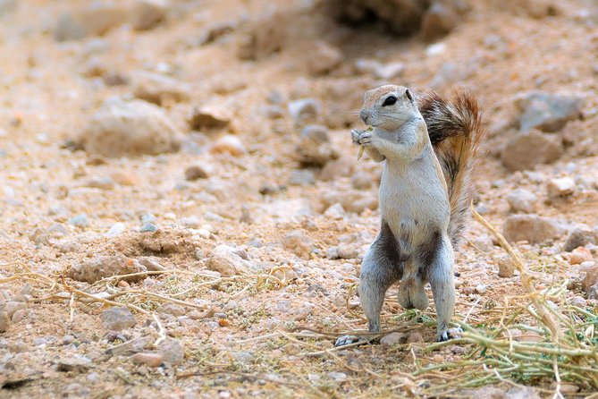 Wildlife and Landscape Tour- full-day (7hours) from Walvis Bay - The best fit for photographers and curious families