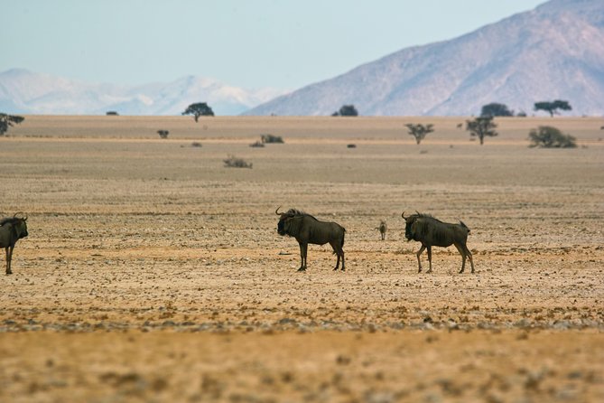 Wildlife and Landscape Tour- full-day (7hours) from Walvis Bay - Weather, cancellation, and day-of planning