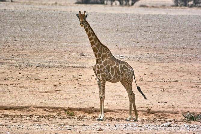 Wildlife and Landscape Tour- full-day (7hours) from Walvis Bay - The drive into Namib Naukluft National Park