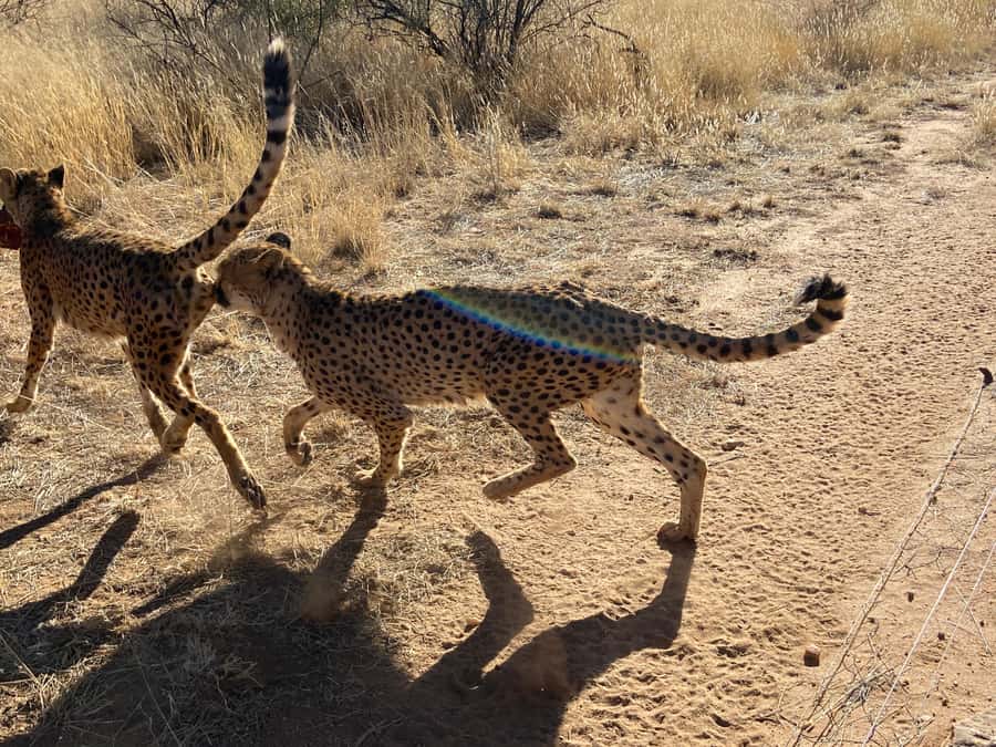 Windhoek : Cheetah walk Experience - Key points to know before you go