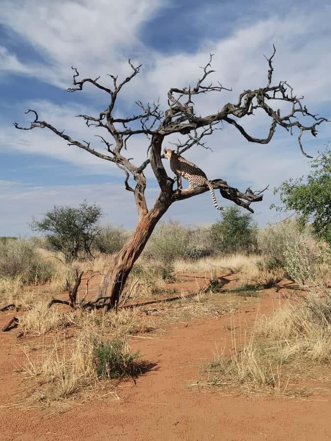 Windhoek : Cheetah walk Experience - From Windhoek to the N/a’an ku sê sanctuary