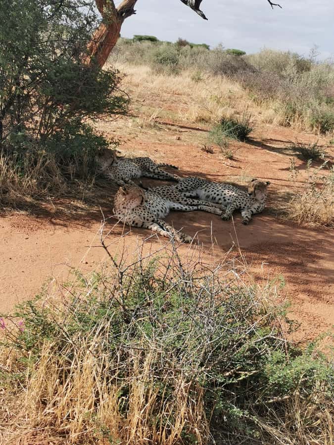 Windhoek : Cheetah walk Experience - What the guide adds to the 90-minute visit