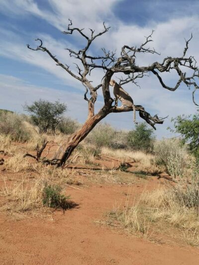Cheetah walk Experience
