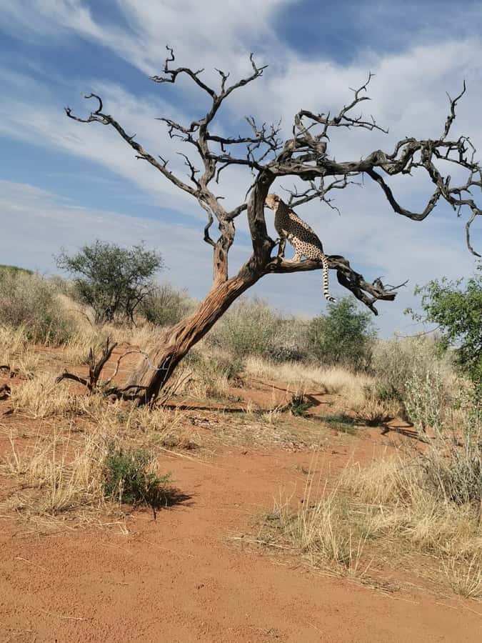 Windhoek : Cheetah walk Experience - Walking beside the fastest land animal