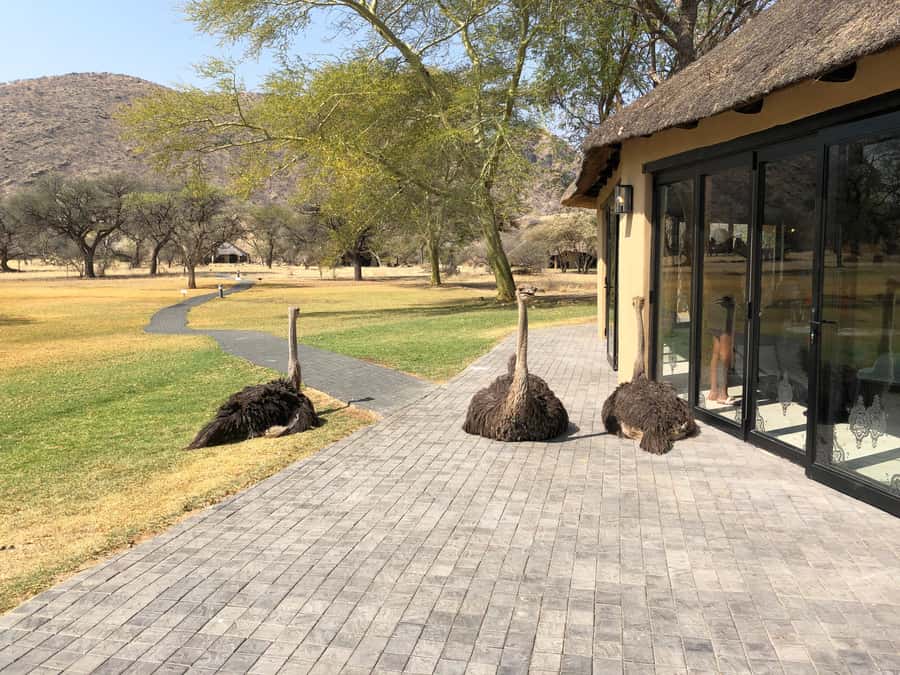 Windhoek: Okapuka Game Ranch Guided Tour - Key points to know before booking